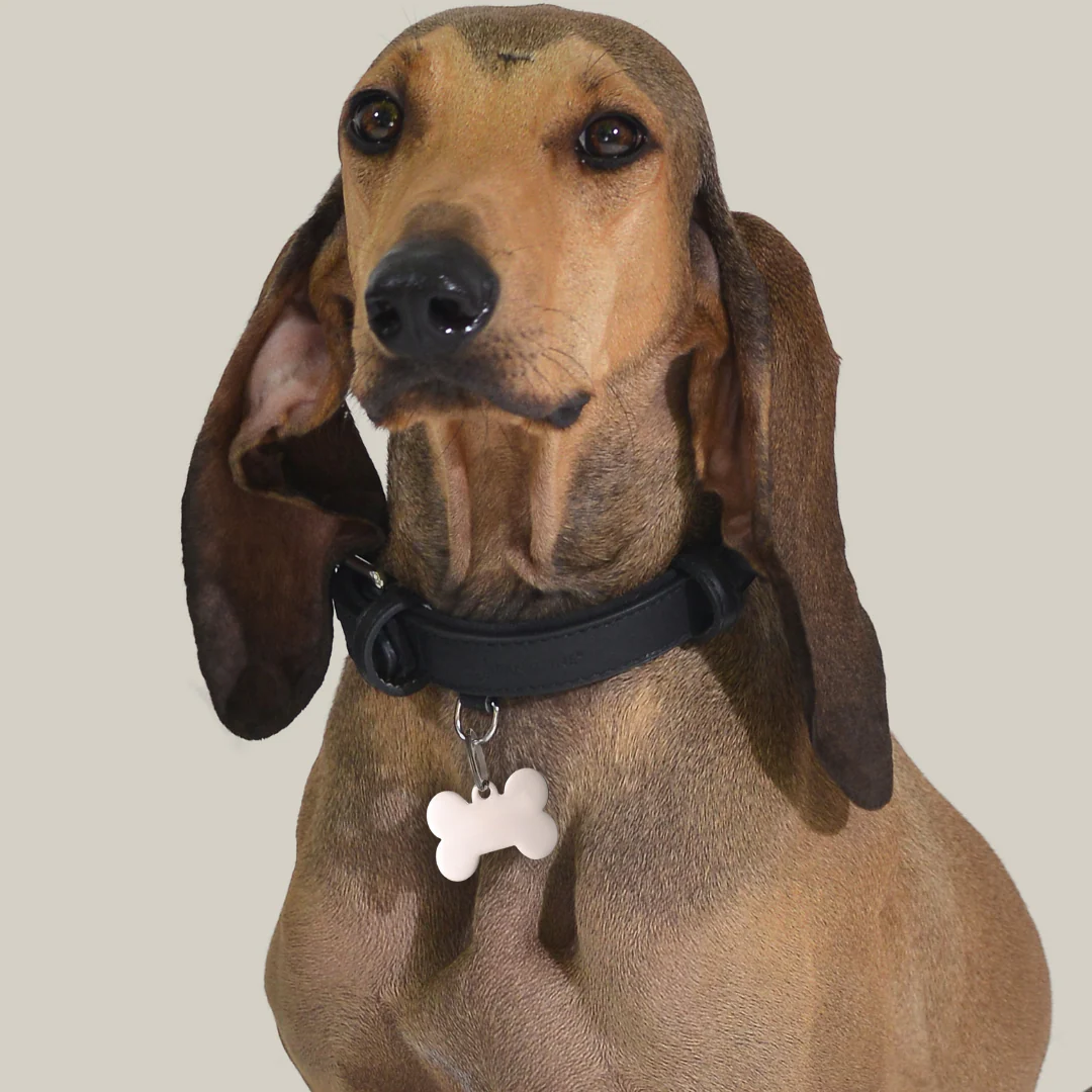 MEDAGLIETTA PERSONALIZZABILE CANE E GATTO OSSO - Image 9